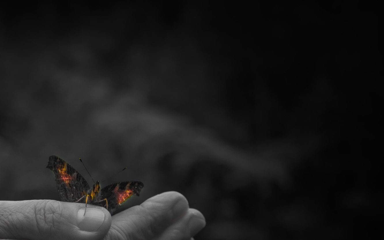 Ein Schmetterling sitzt auf einer Hand, umgeben von verschwommenem Hintergrund.