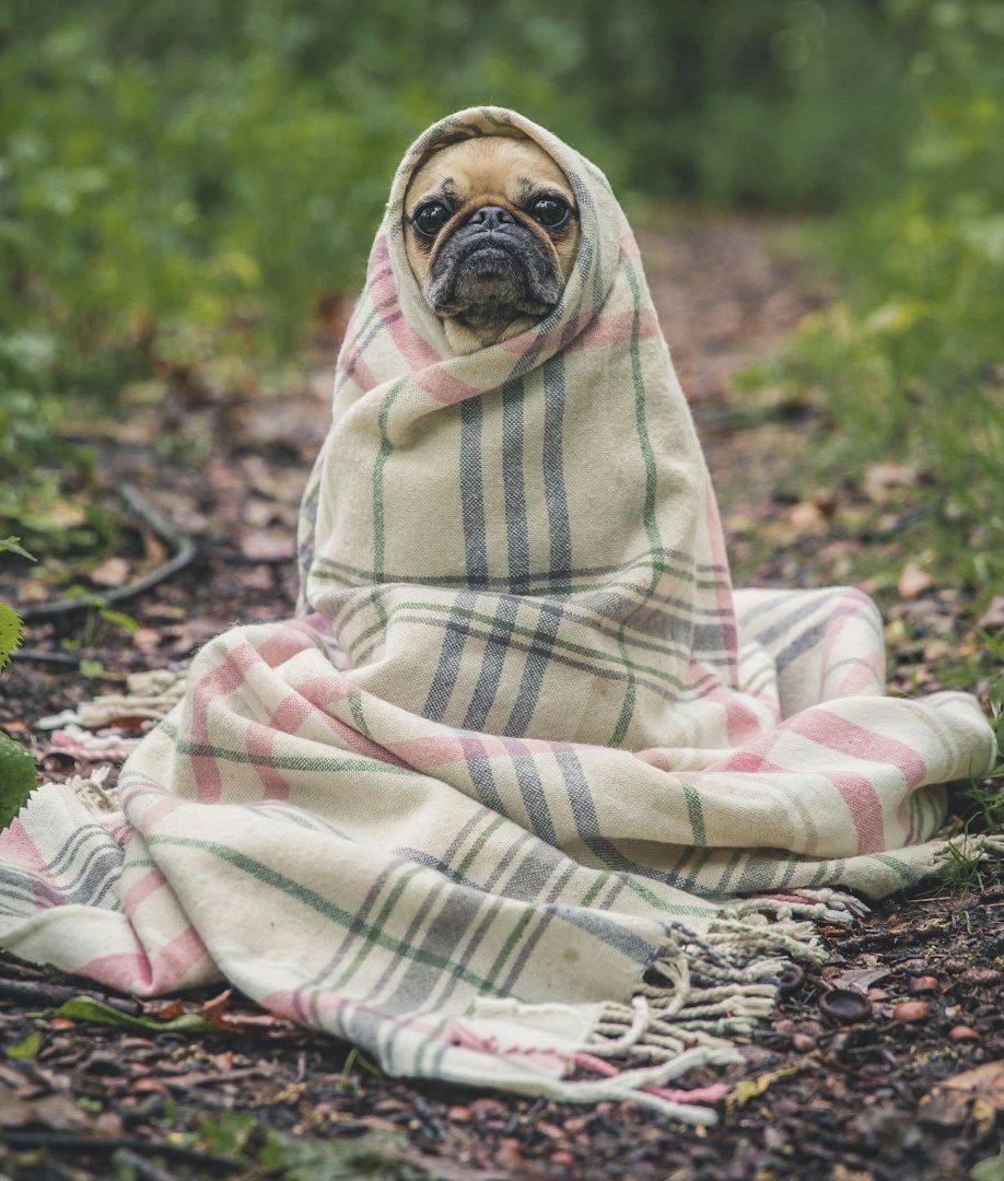 Ein Mops in einer karierten Decke, sitzt allein im Wald.